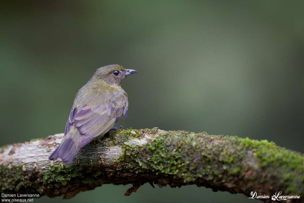 Black Manakin female adult