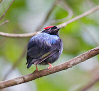 Blue-backed Manakin