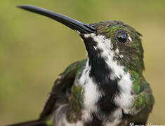 Black-throated Mango