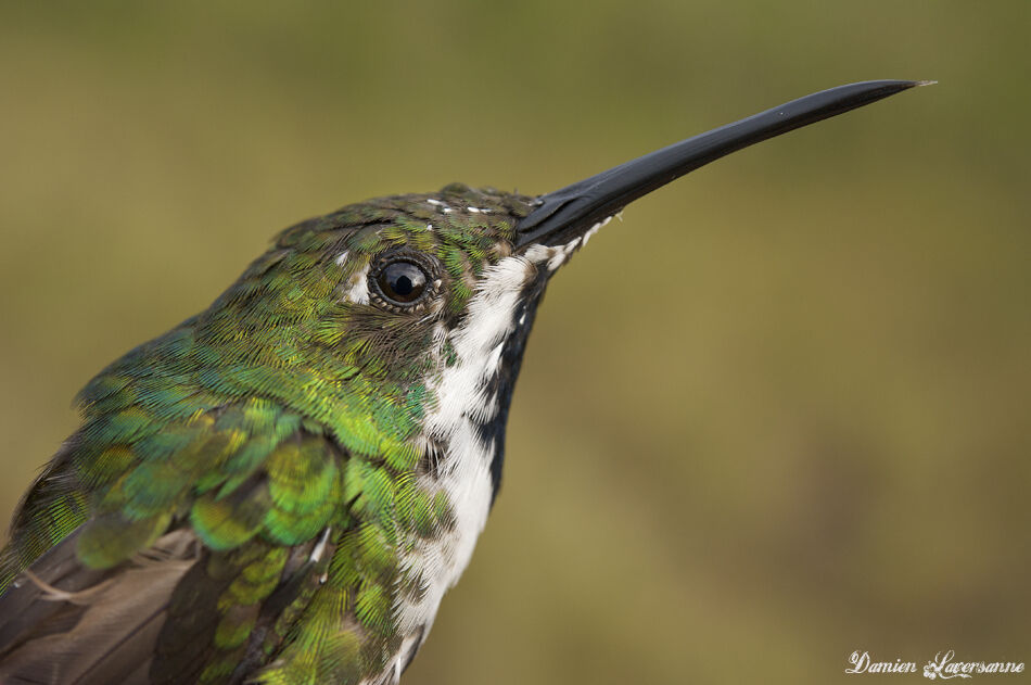 Black-throated Mango male immature