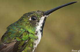 Black-throated Mango