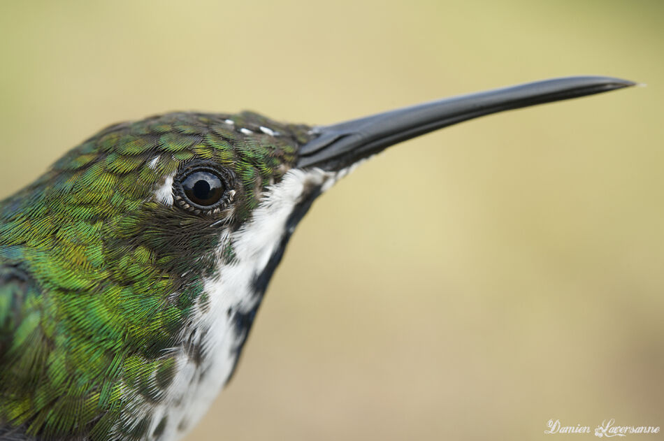 Black-throated Mango male immature