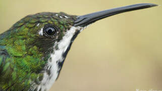 Black-throated Mango