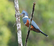 Ringed Kingfisher