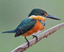 American Pygmy Kingfisher