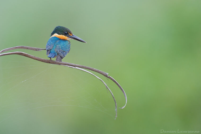 American Pygmy Kingfisher