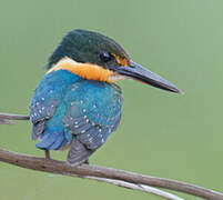 American Pygmy Kingfisher