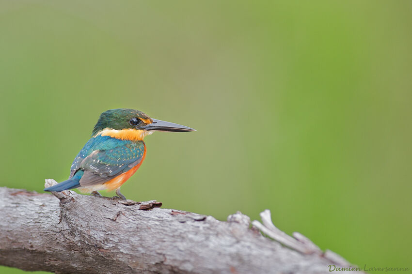 American Pygmy Kingfisher