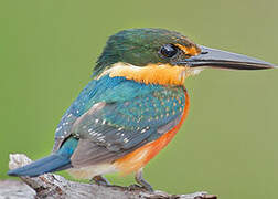 American Pygmy Kingfisher