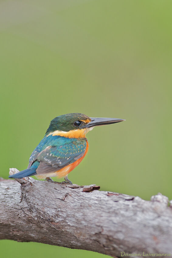 American Pygmy Kingfisher