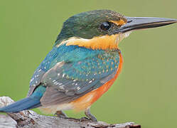 American Pygmy Kingfisher