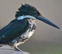 Green Kingfisher