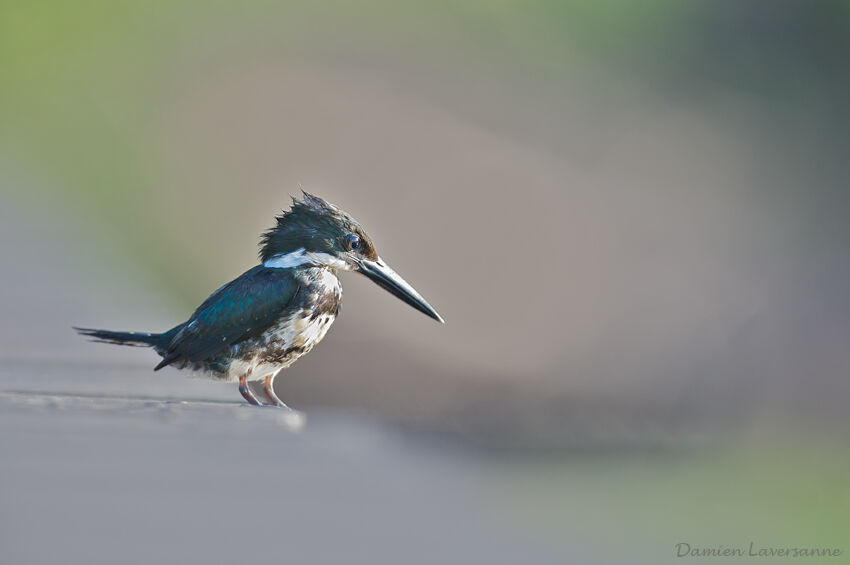 Green Kingfisher