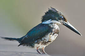 Green Kingfisher