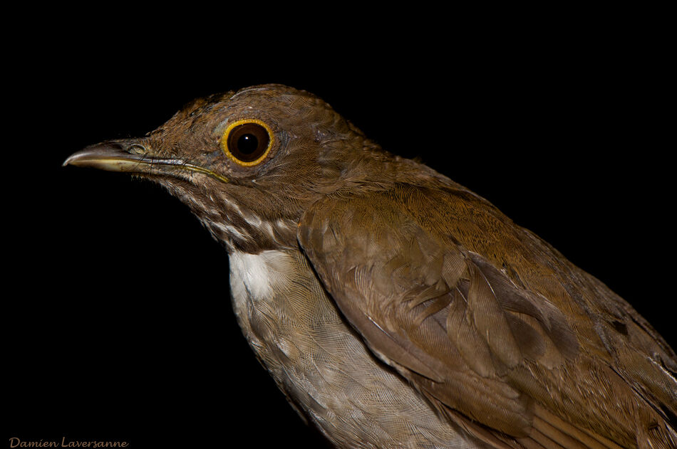 White-necked Thrush