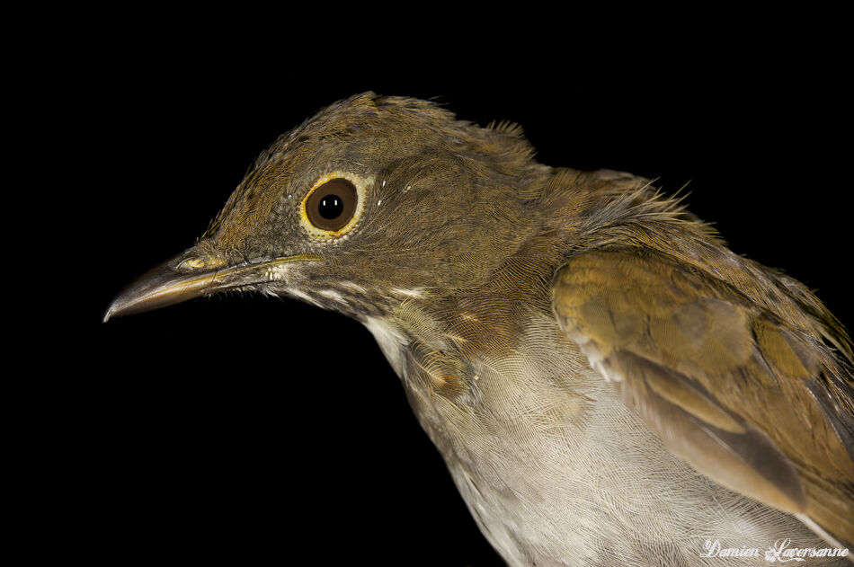 White-necked Thrush