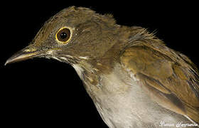 White-necked Thrush