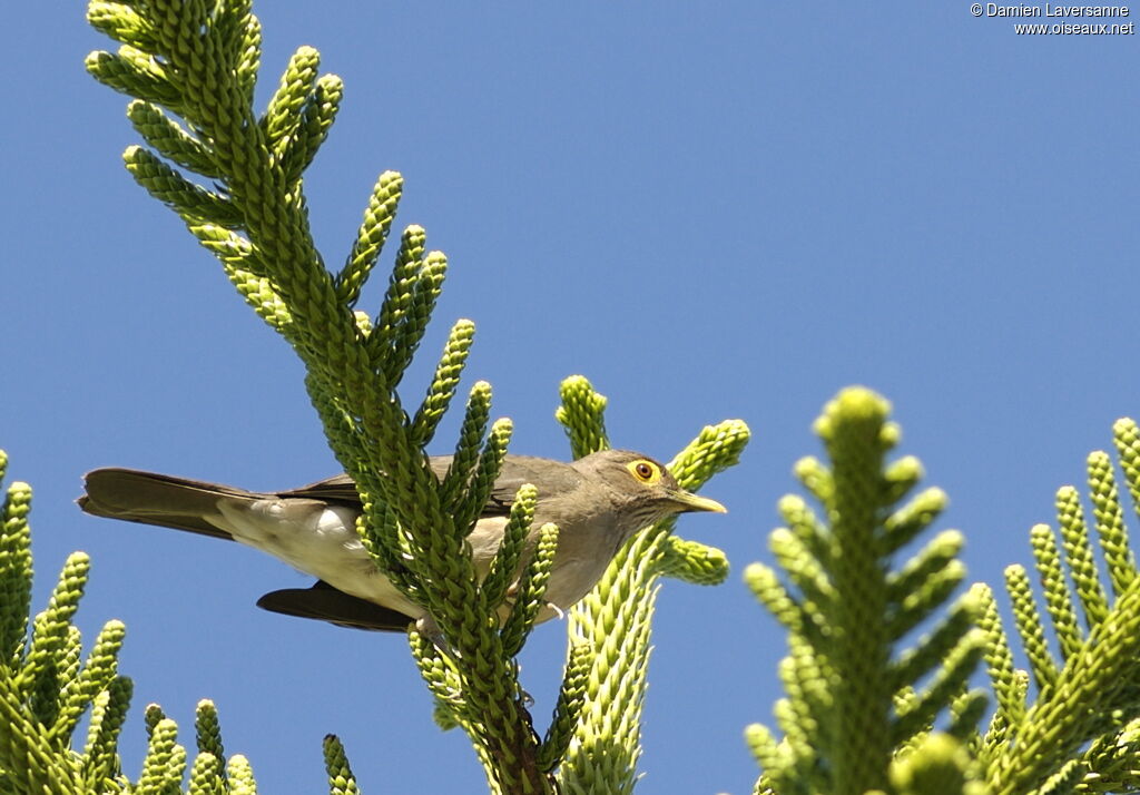 Spectacled Thrush