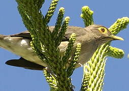 Spectacled Thrush