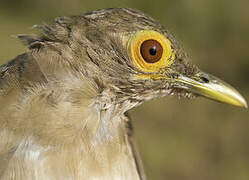 Spectacled Thrush