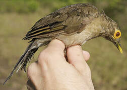 Spectacled Thrush