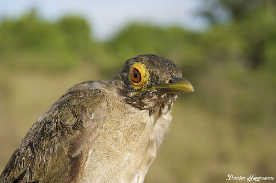 Spectacled Thrush