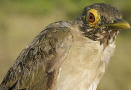 Spectacled Thrush