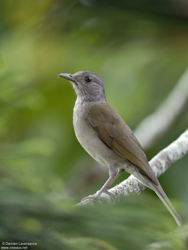 Pale-breasted Thrush