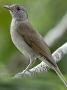 Pale-breasted Thrush