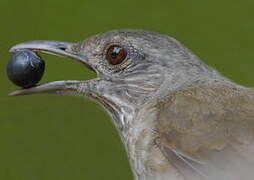 Pale-breasted Thrush