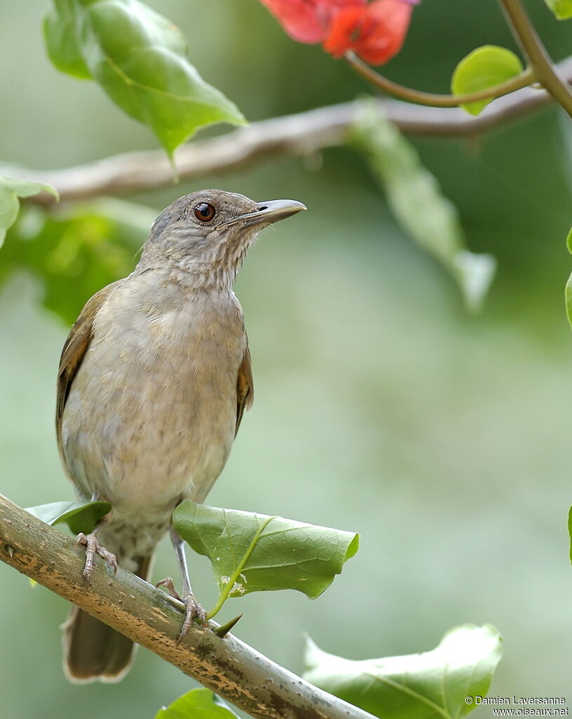 Pale-breasted Thrush