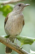 Pale-breasted Thrush