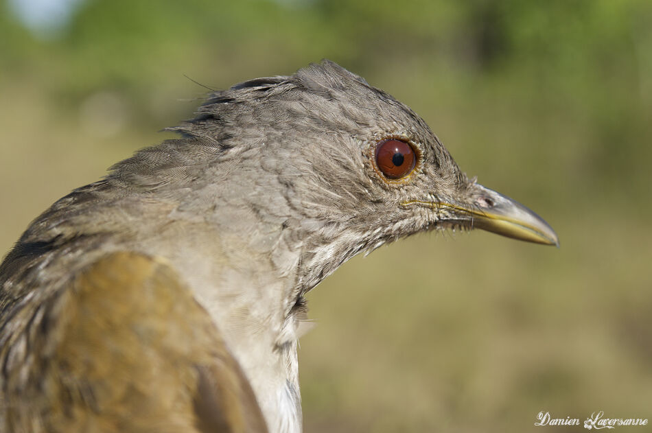 Pale-breasted Thrush