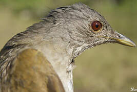 Pale-breasted Thrush