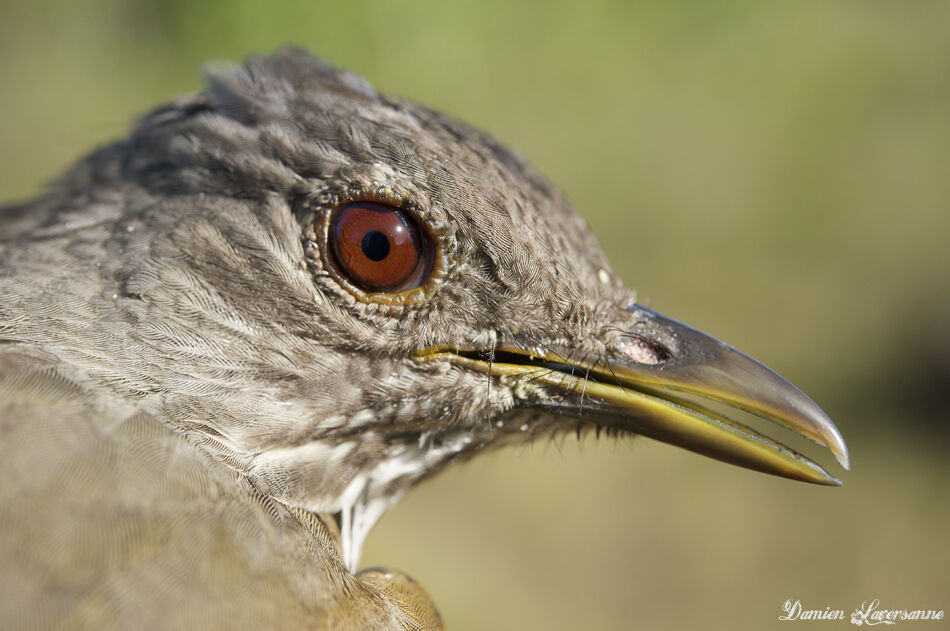 Pale-breasted Thrush