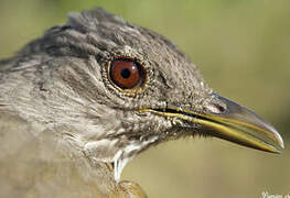 Pale-breasted Thrush