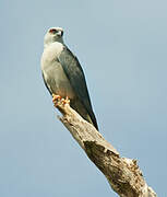 Plumbeous Kite