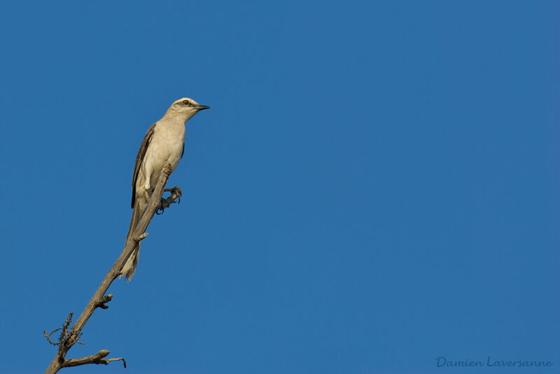 Tropical Mockingbird