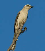 Tropical Mockingbird