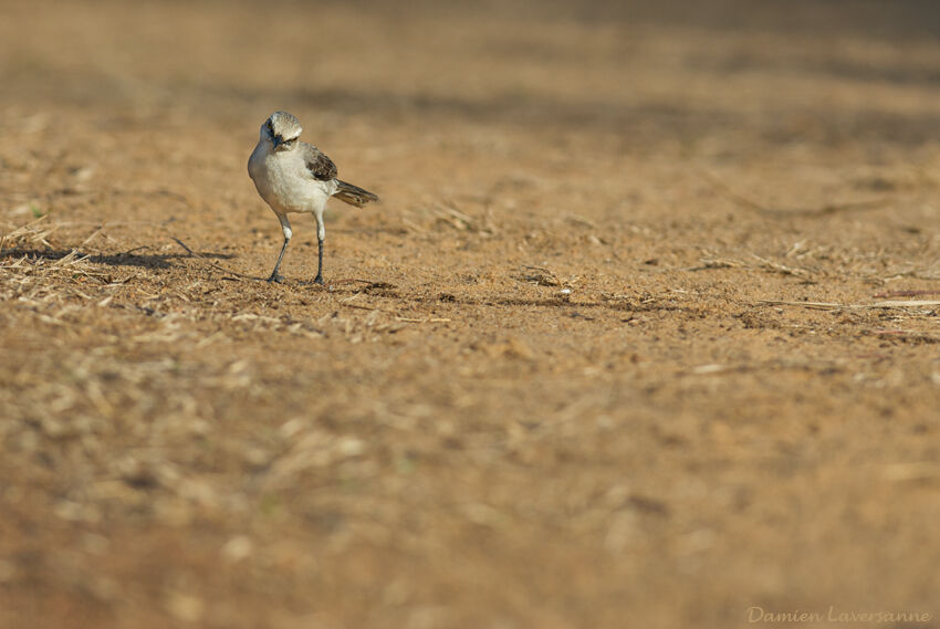 Tropical Mockingbird