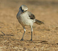 Tropical Mockingbird