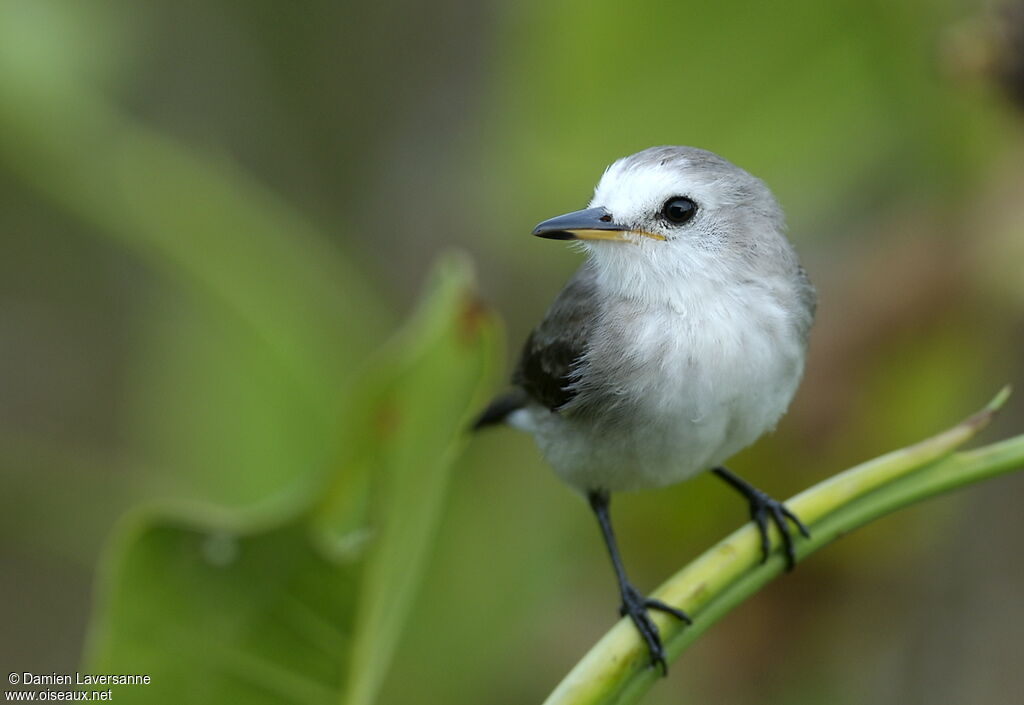 White-headed Marsh Tyrant female