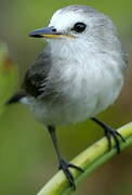 White-headed Marsh Tyrant