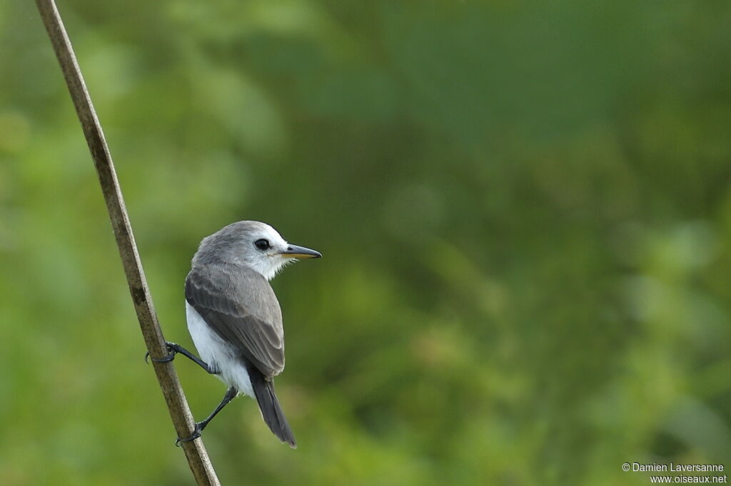 White-headed Marsh Tyrant female