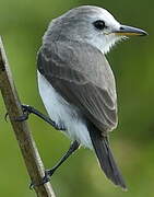 White-headed Marsh Tyrant