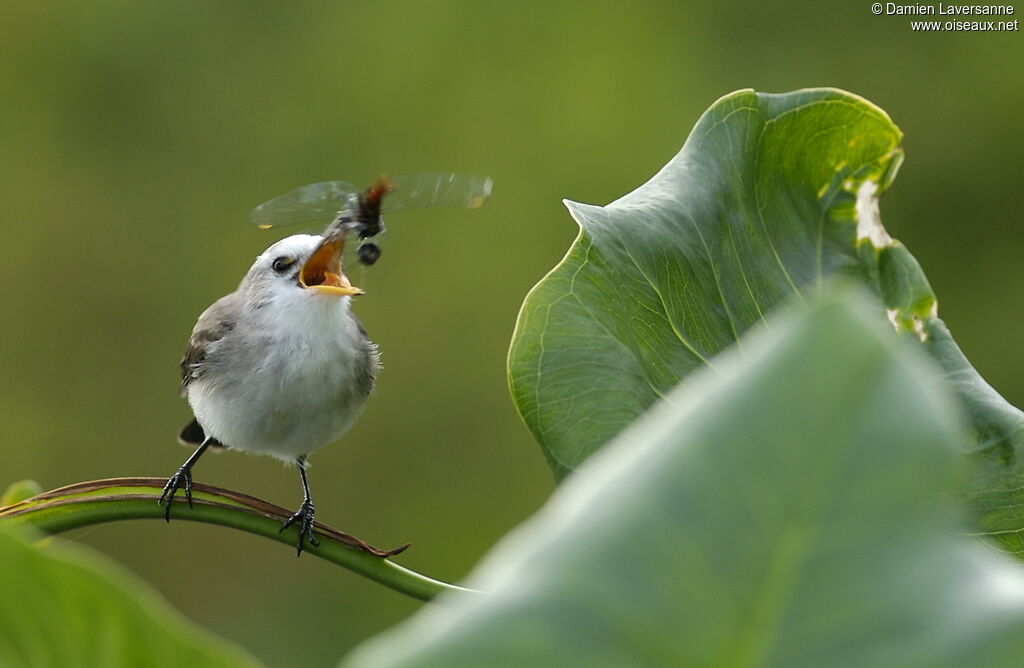 White-headed Marsh Tyrant female