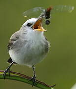 White-headed Marsh Tyrant