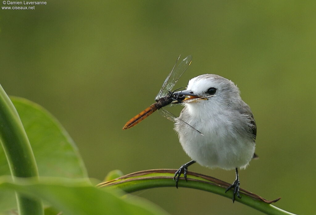 White-headed Marsh Tyrant female