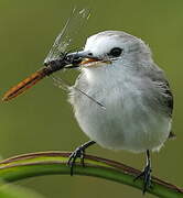 White-headed Marsh Tyrant