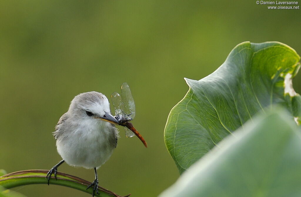 White-headed Marsh Tyrant female